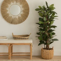 Kenay Home Ficus