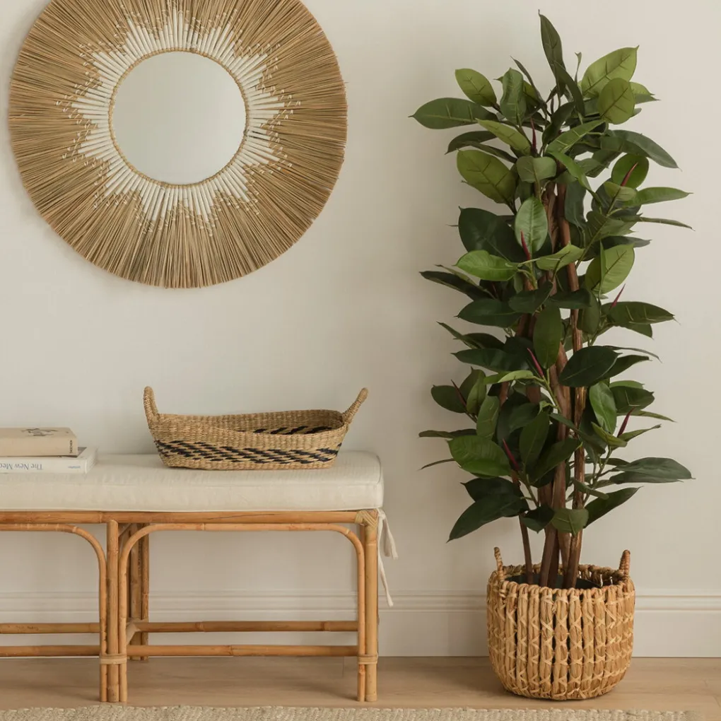 Kenay Home Ficus