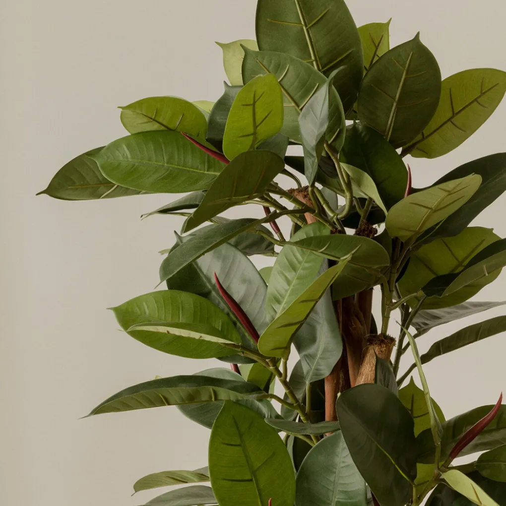 Kenay Home Ficus