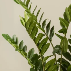 Kenay Home Zamioculcas